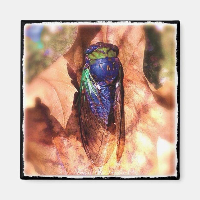 Aimant Cicada (Devant)