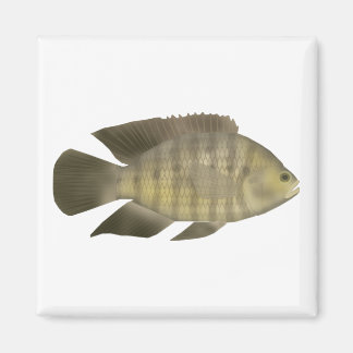 Aimant Cichlidé caméléon