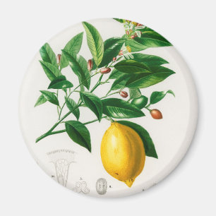 Aimant citron vintage