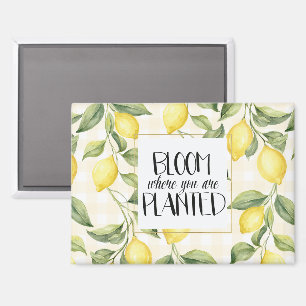 Aimant Citrons jaunes fleurissent où vous êtes plantés