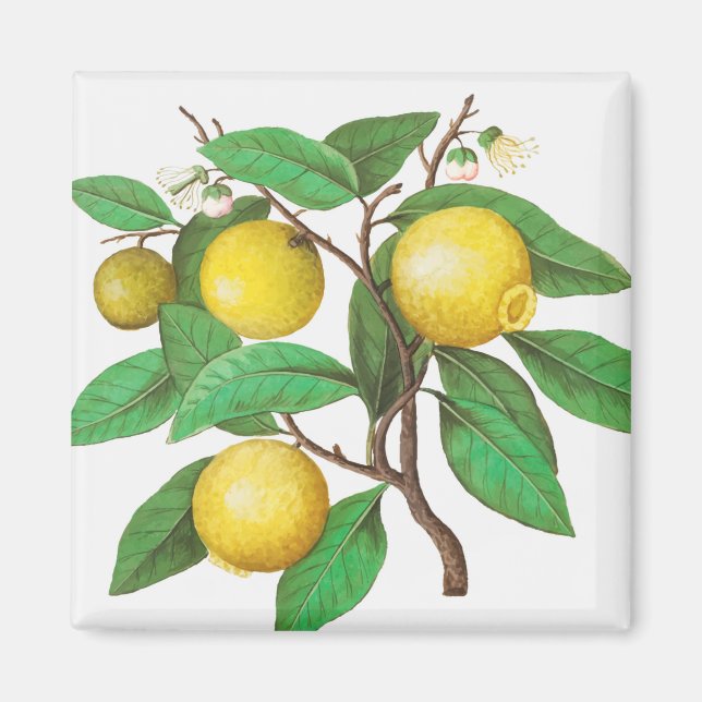 Aimant Citrus (Devant)