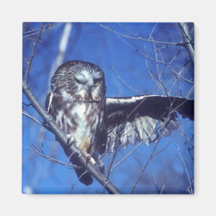 Aimant Cligner de l'oeil le hibou