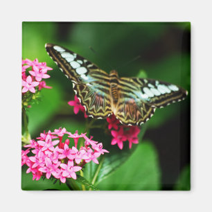 Aimant Clipper sur Pentas 1