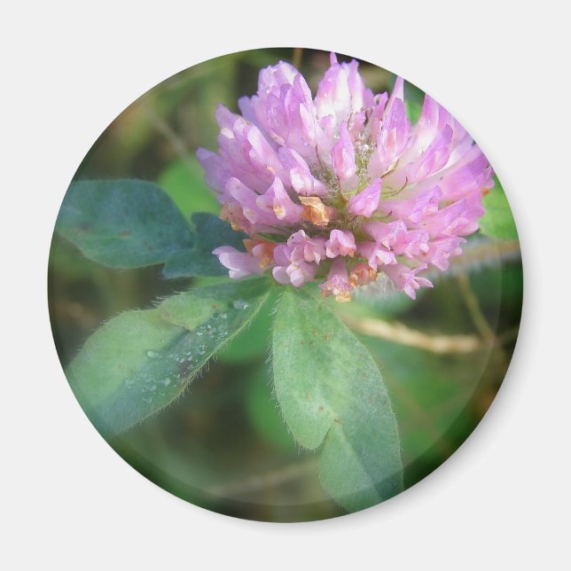 Aimant Clover (Devant)