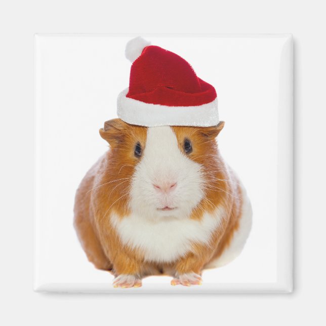 Aimant Cochon de Guinée à Père Noël casquette (Devant)