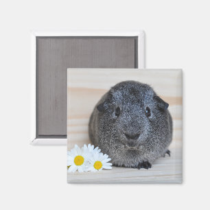 Aimant Cochon de Guinée Agouti mignonne avec marguerites