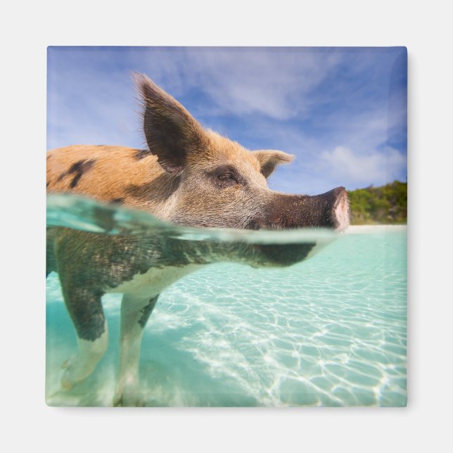 Aimant Cochon de natation d'Exuma (Devant)