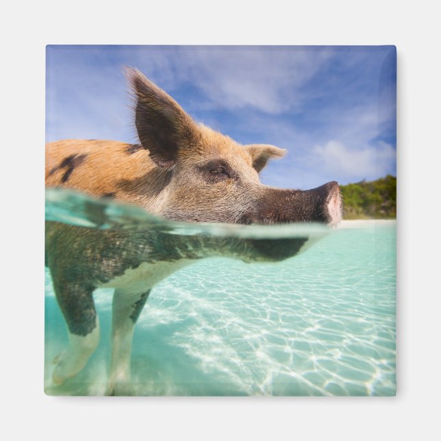 Aimant Cochon de natation d'Exuma (Devant)
