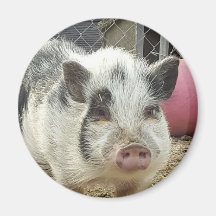 cochon ventre