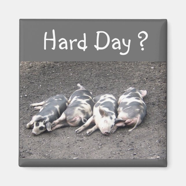 Aimant Cochons (Devant)