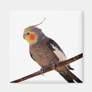 Aimant Cockatiel gris et jaune Pet Oiseau couleur photo