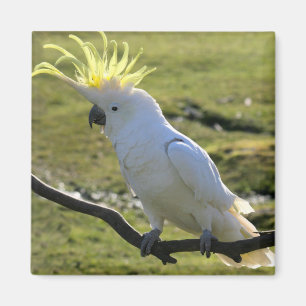 Aimant Cockatoo à pois de soufre en Australie