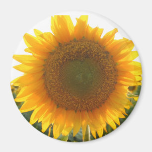 Aimant Coeur ensoleillé