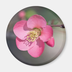 Aimant Coingot de Fleur de Poirier Parfait Rose