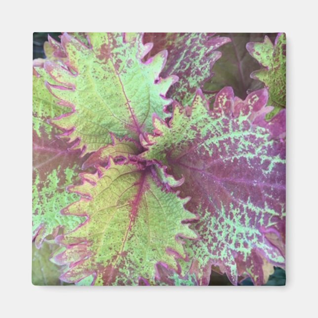 Aimant Coleus (Devant)