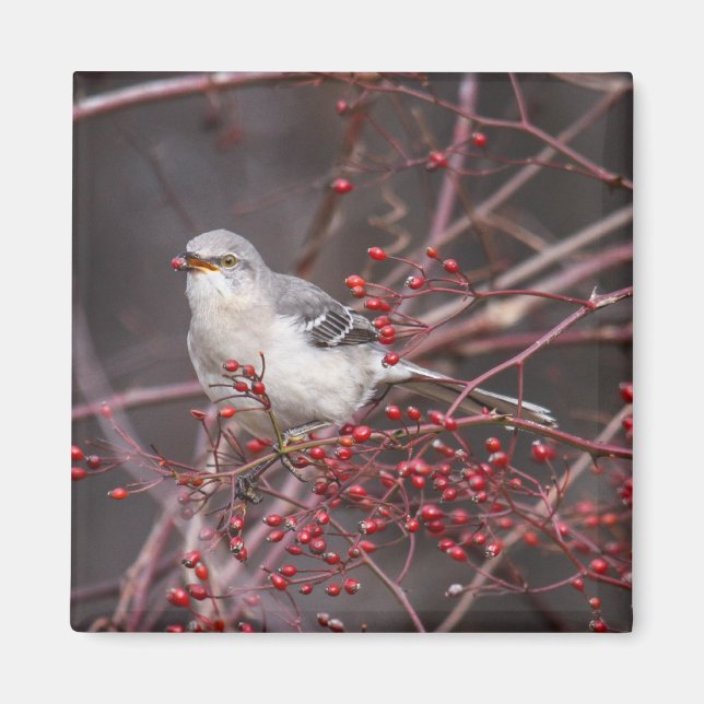 Aimant Colibri (Devant)