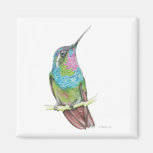 Aimant Colibri
