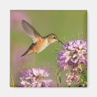 Colibri