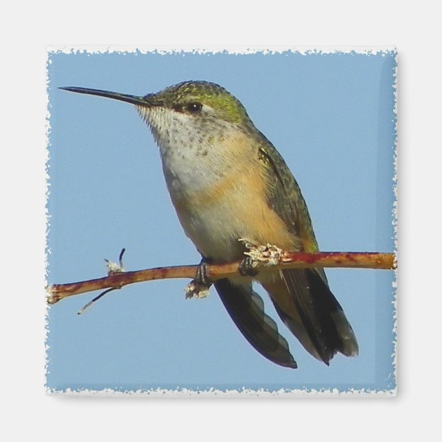 Aimant Colibri. (Devant)