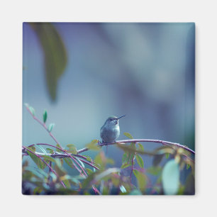 Aimant Colibri 5738