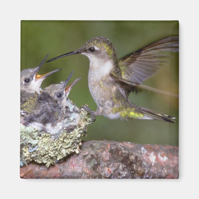 Aimant Colibri à gorge rubis (femelle) avec jeunes (Devant)