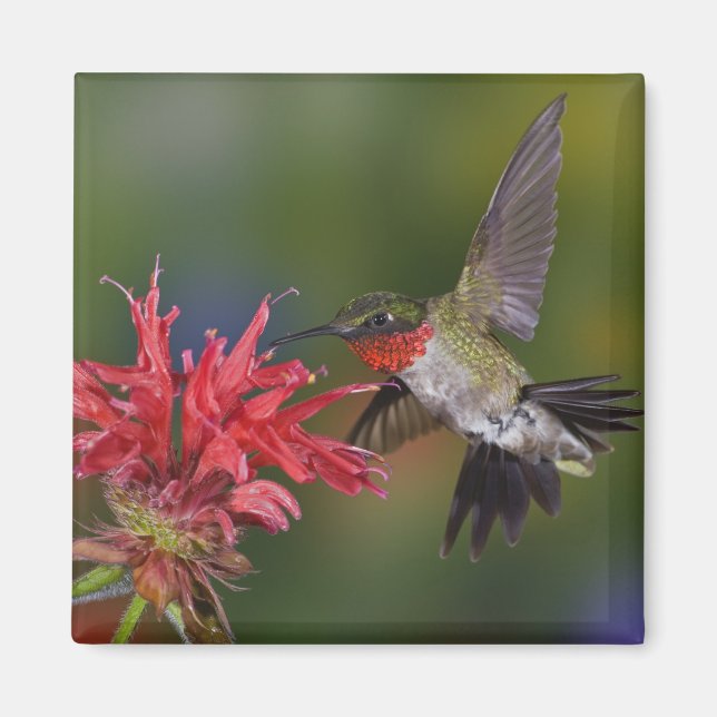 Aimant Colibri à gorge rubis mâle (Devant)