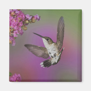 Aimant Colibri à gorge rubis mâle juvénile