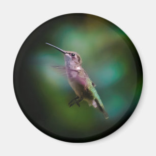 Aimant Colibri à gorge rubis - Photo originale