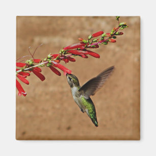 Aimant Colibri alimentant au jardin