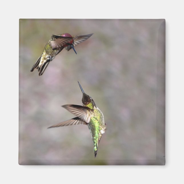 Aimant Colibri dans l'aimant de vol (Devant)