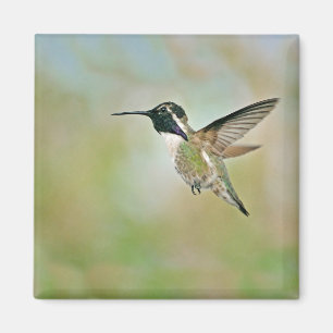 Aimant Colibri dans l'aimant de vol