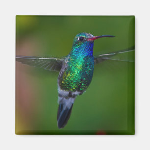 Aimant Colibri de flottement