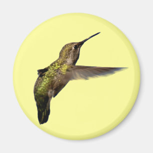 Aimant Colibri en vol autour d'aimant
