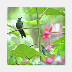 Aimant Colibri et fleurs tropicaux
