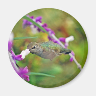 Aimant Colibri et sauge mexicaine II