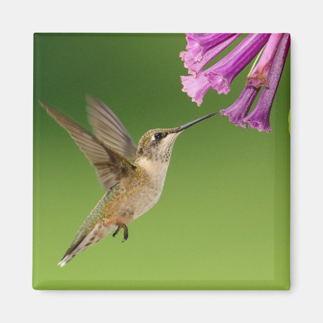 Aimant Colibri Flottant Aux Fleurs Violettes (Devant)