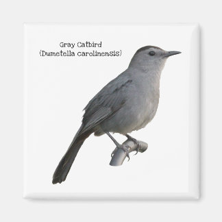 Aimant Colibri gris