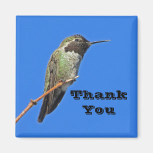 Aimant Colibri Photo Nature Appréciation Merci