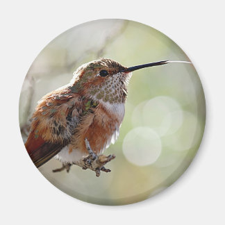 Aimant Colibri roux