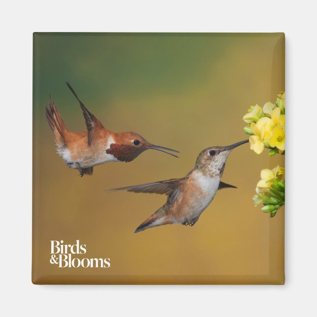Aimant Colibri roux flottant (Devant)