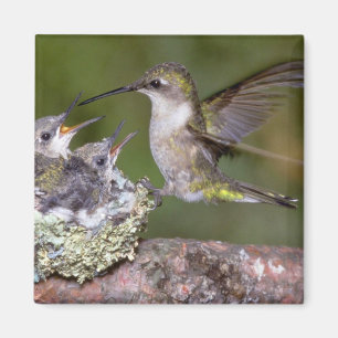 Aimant colibri Rubis-throated (femelle) avec des jeunes