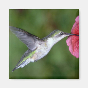 Aimant colibri Rubis-throated (femelle) avec le pétunia