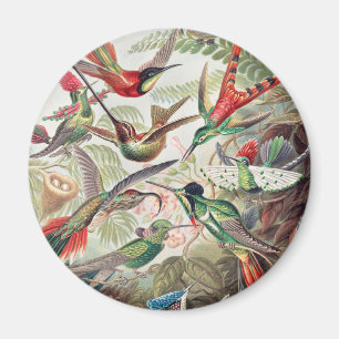 Aimant Colibri, Trochilidae Kolibris par Ernst Haeckel