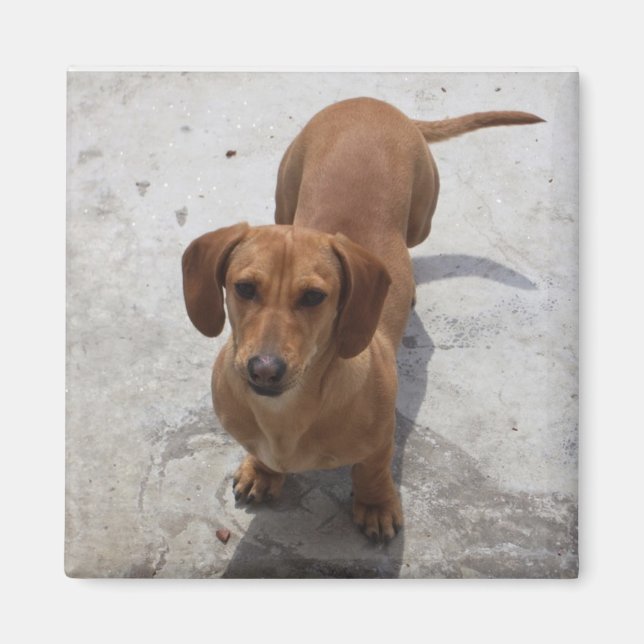 Aimant Collection Cute Dachshund (Devant)