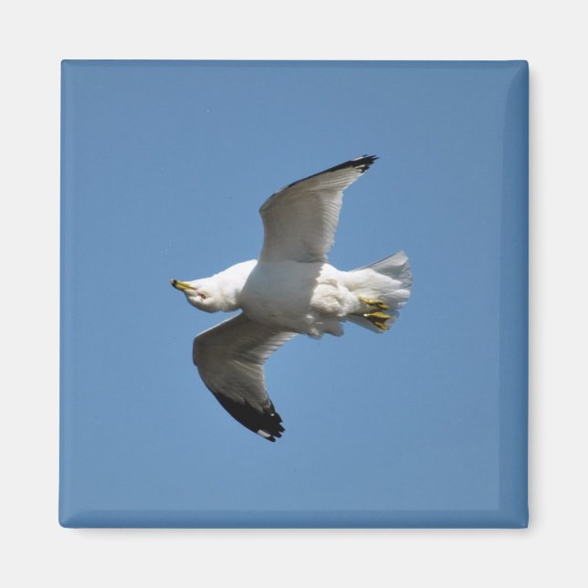 Aimant Collection de la faune du goéland volant à l'enver (Devant)