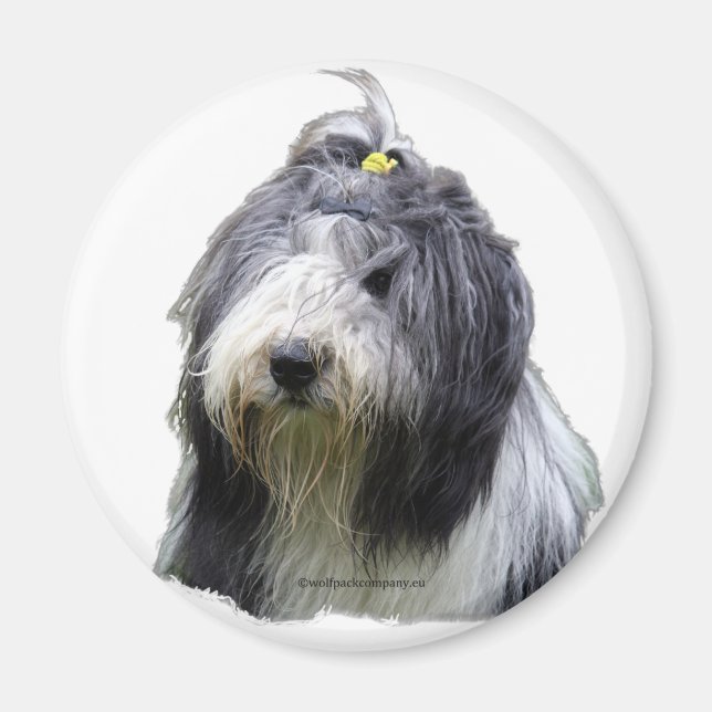 Aimant collie barbu (Devant)