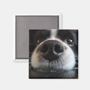 Aimant Collie Bordure Cute Nez Closeuse