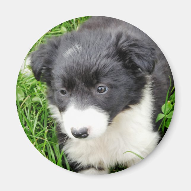 AIMANT COLLIE FRONTALIÈRE (Devant)