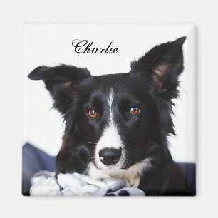 Aimant Collie frontière noire et blanche personnalisée