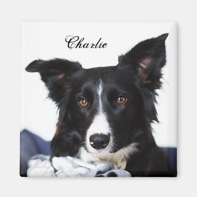 Aimant Collie frontière noire et blanche personnalisée (Devant)